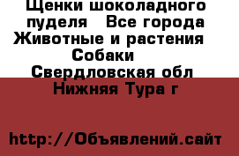 Щенки шоколадного пуделя - Все города Животные и растения » Собаки   . Свердловская обл.,Нижняя Тура г.